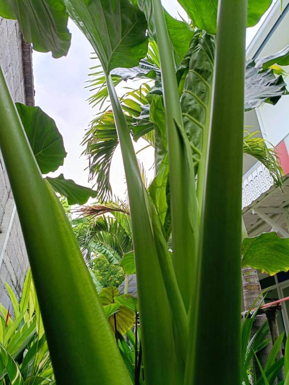 Baan Debtida Hotell Bangkok Exteriör bild